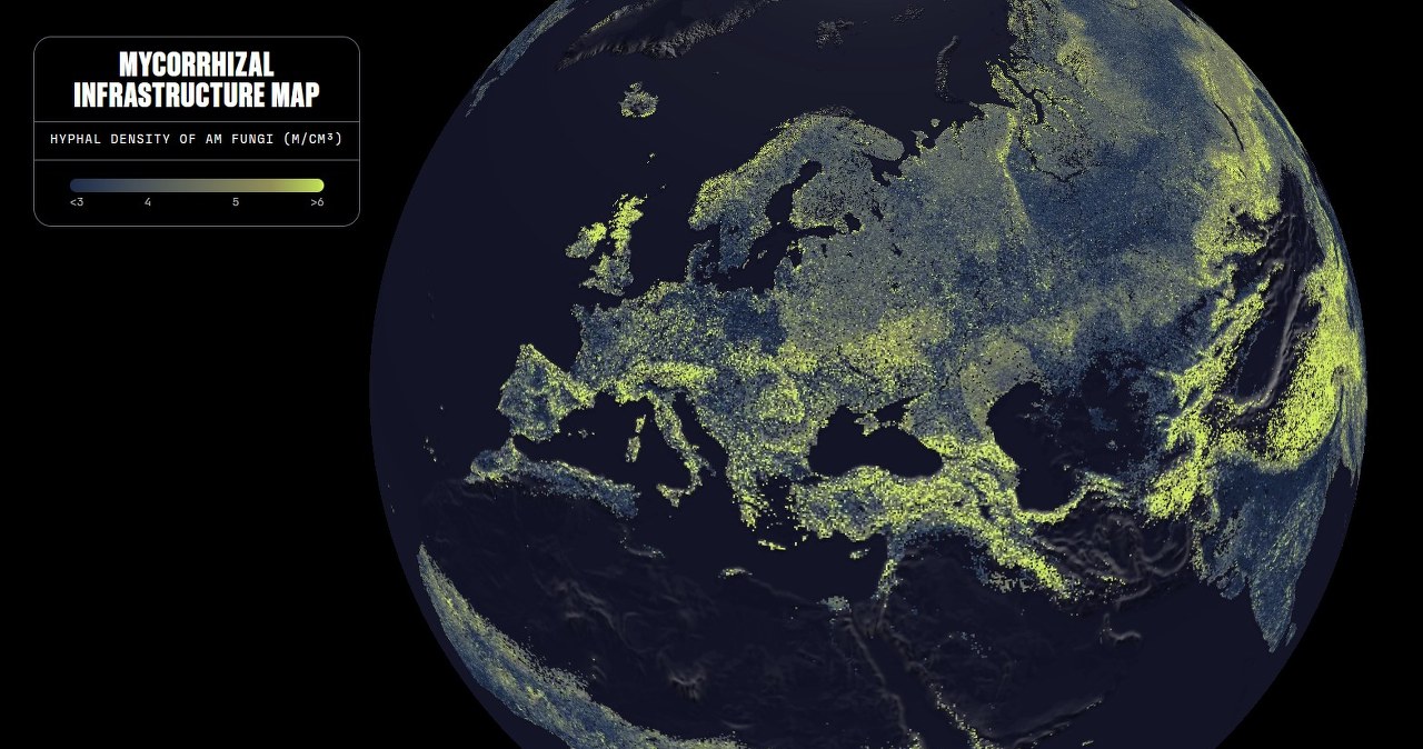 Odkryli podziemne królestwo. Pierwsza taka mapa grzybów na świecie