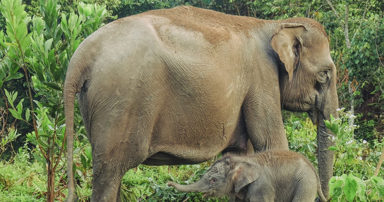 Dziwna śmierć matki i młodego wstrząsnęła Indonezją. Trwa walka o gatunek Dziwna śmierć matki i młodego wstrząsnęła Indonezją. Trwa walka o gatunek