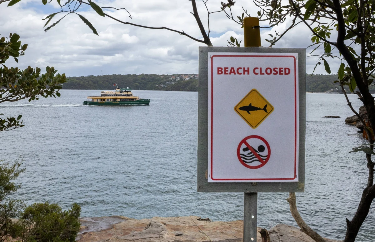 Atak rekina w Sydney. 35-letnia kobieta jest w stanie krytycznym po spotkaniu z drapieżnikiem blisko plaży w największym mieście Australii. To kolejny tego rodzaju przypadek u australijskich wybrzeży.
