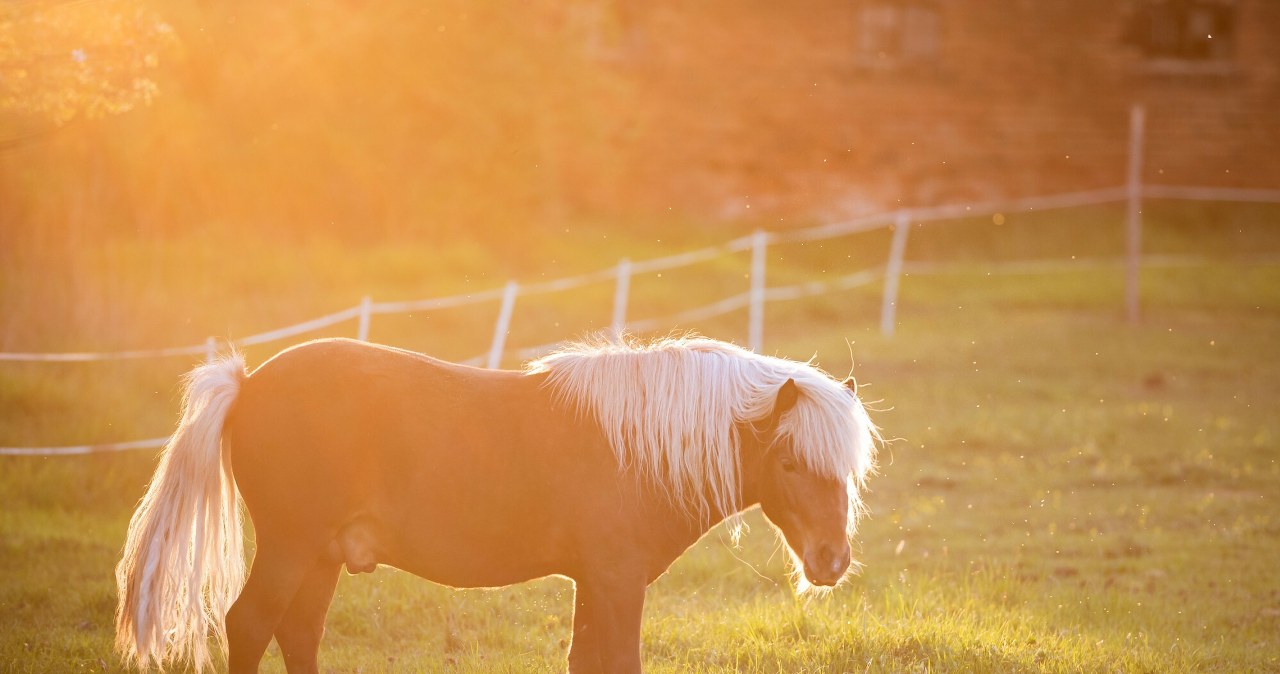 Kucyk zamknięty w osobówce. OTOZ Animals: bezduszność systemu poraża
