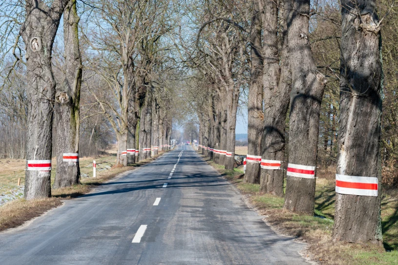 Chcą wyciąć niemal 7 tys. przydrożnych drzew. Podobno są niebezpieczne