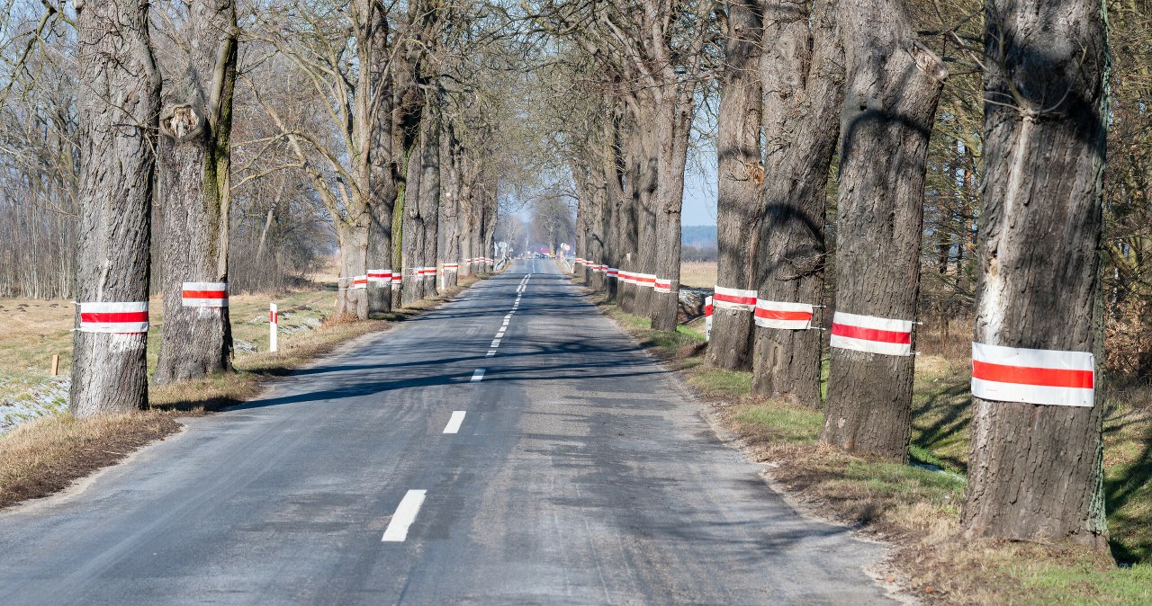 Chcą wyciąć niemal 7 tys. przydrożnych drzew. Podobno są niebezpieczne