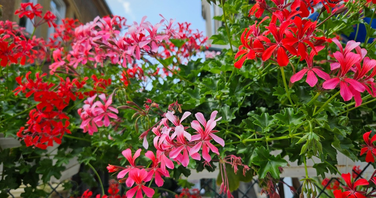 Te kwiaty są odporne na ulewy, wiatr i ostre słońce. Idealne na balkon