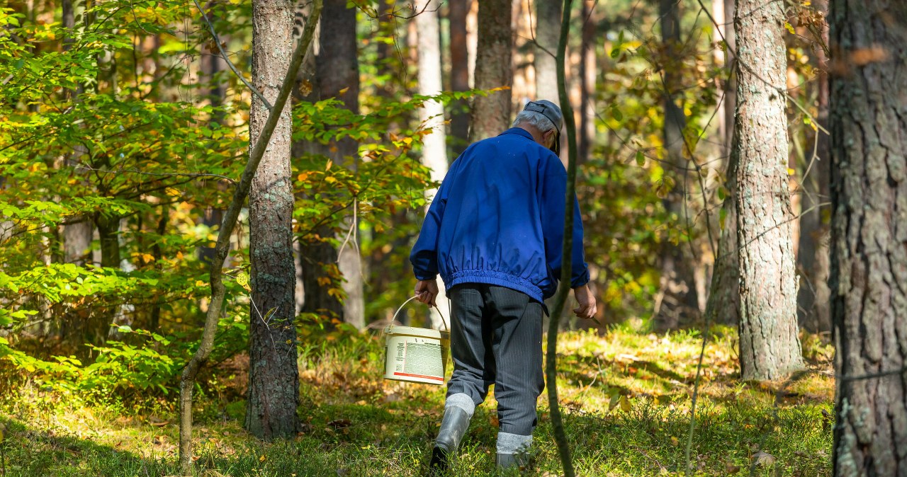 Pierwszy wysyp w sezonie. Mówią, gdzie obrodziło kurkami i borowikami