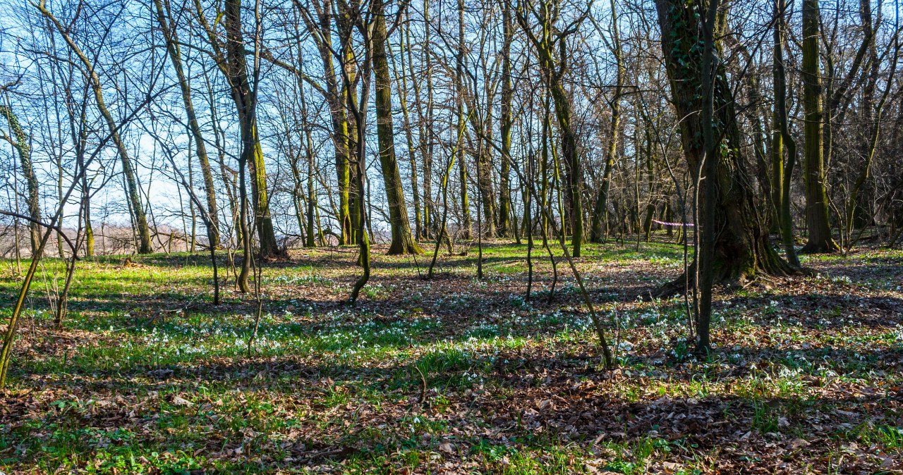 Wrocław ma powód do przyrodniczej dumy. Ministra klimatu ogłosiła Wrocław ma powód do przyrodniczej dumy. Ministra klimatu ogłosiła