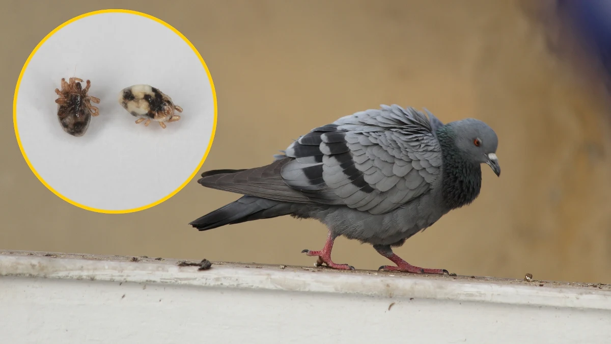 Mieszkańcy polskich miast coraz częściej mierzą się z niebezpiecznym insektem, jakim jest obrzeżek gołębień. Ten niezwykle uciążliwy ptasi kleszcz coraz śmielej wdziera się do mieszkań i domów. Jego naturalnym środowiskiem są miejsca gniazdowania ptaków, szczególnie gołębi.
