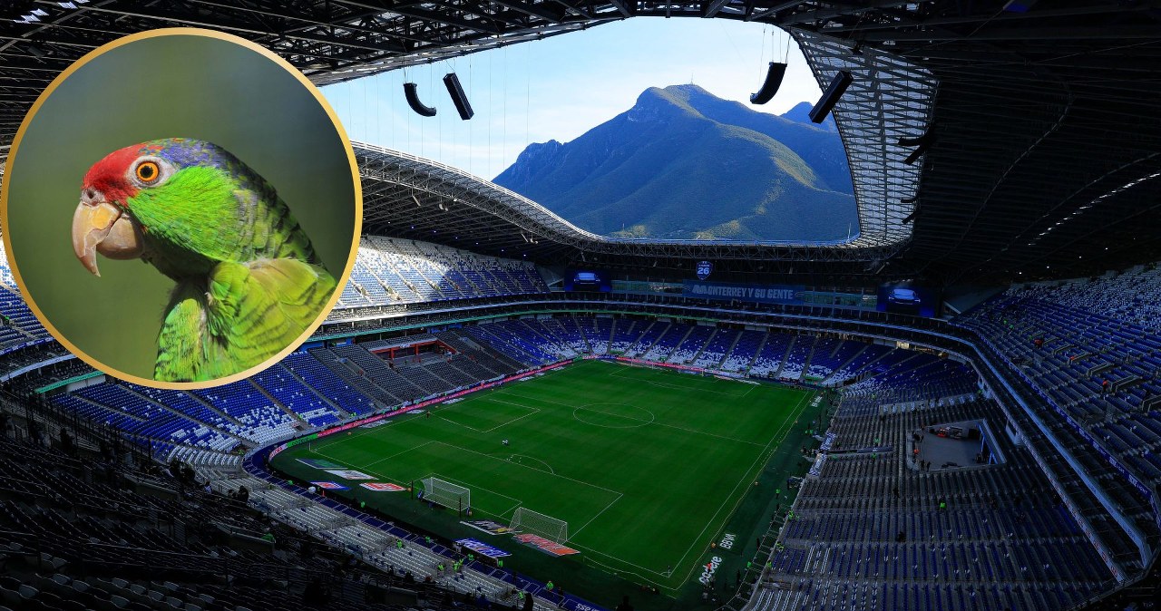 Mieli tam grać Polacy. Stadion mundialu 2026 zagraża dwóm ważnym ptakom Mieli tam grać Polacy. Stadion mundialu 2026 zagraża dwóm ważnym ptakom