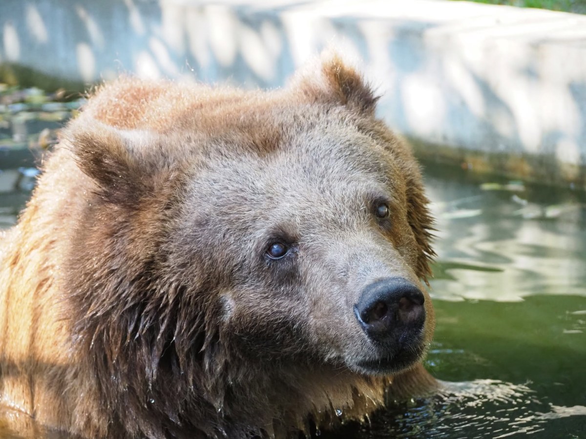 Warszawskie zoo przekazało smutne wieści. Odeszła niedźwiedzica Sabina