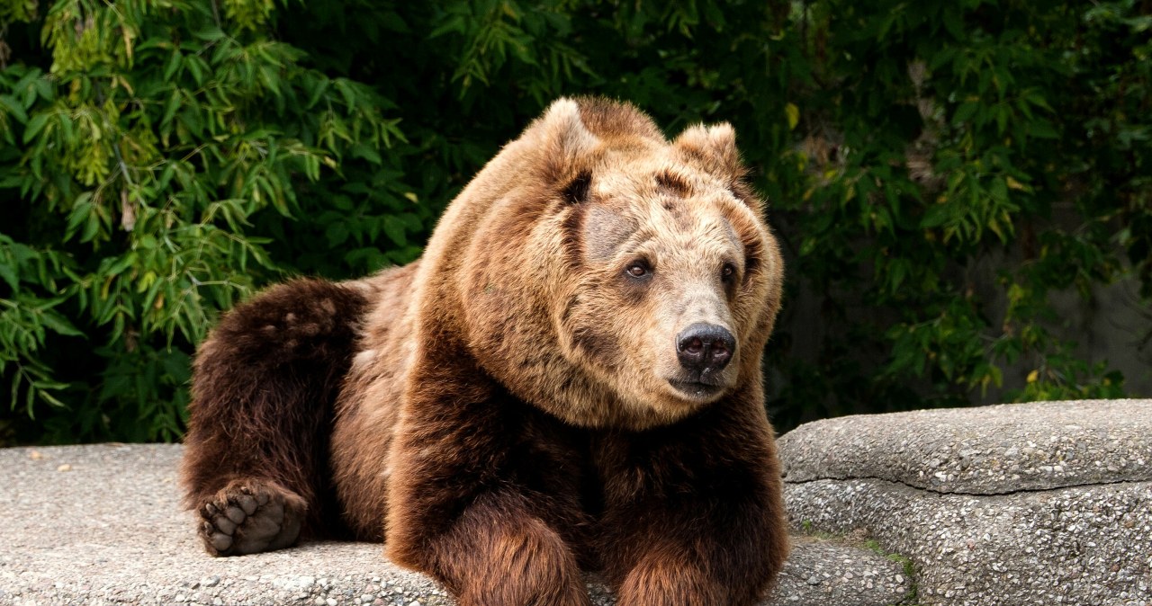Smutne wieści z Warszawy. Sabina była ostatnim niedźwiedziem w zoo Smutne wieści z Warszawy. Sabina była ostatnim niedźwiedziem w zoo