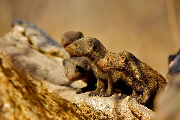/Fot. Shannon Wild /Materiały prasowe