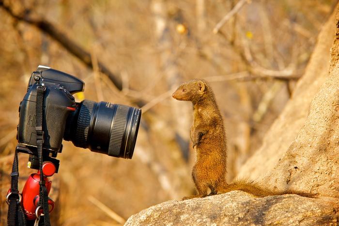 /Fot. Shannon Wild /Materiały prasowe