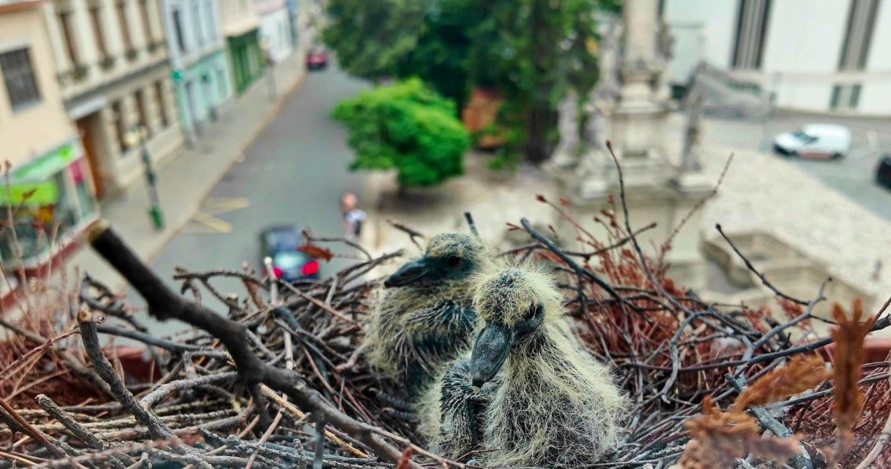 Ptak założył gniazdo na parapecie. Co grozi za jego zniszczenie?