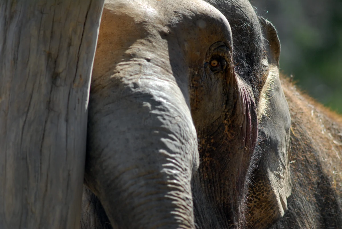 Gdański Ogród Zoologiczny poinformował o śmierci Katki, 56-letniej słonicy afrykańskiej, która była najstarszym przedstawicielem swojego gatunku w europejskich ogrodach zoologicznych. Przez dwie dekady była nie tylko atrakcją, ale i symbolem oliwskiego zoo, zyskując sympatię zarówno opiekunów, jak i tysięcy odwiedzających.