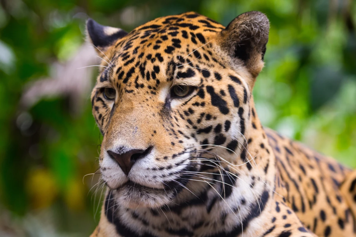Chwile grozy na terenie oddziału Narodowego Uniwersytetu Kolumbii w mieście Leticia. Na uczelni pojawił się jaguar. Na szczęście zwierzę udało się odłowić. 
