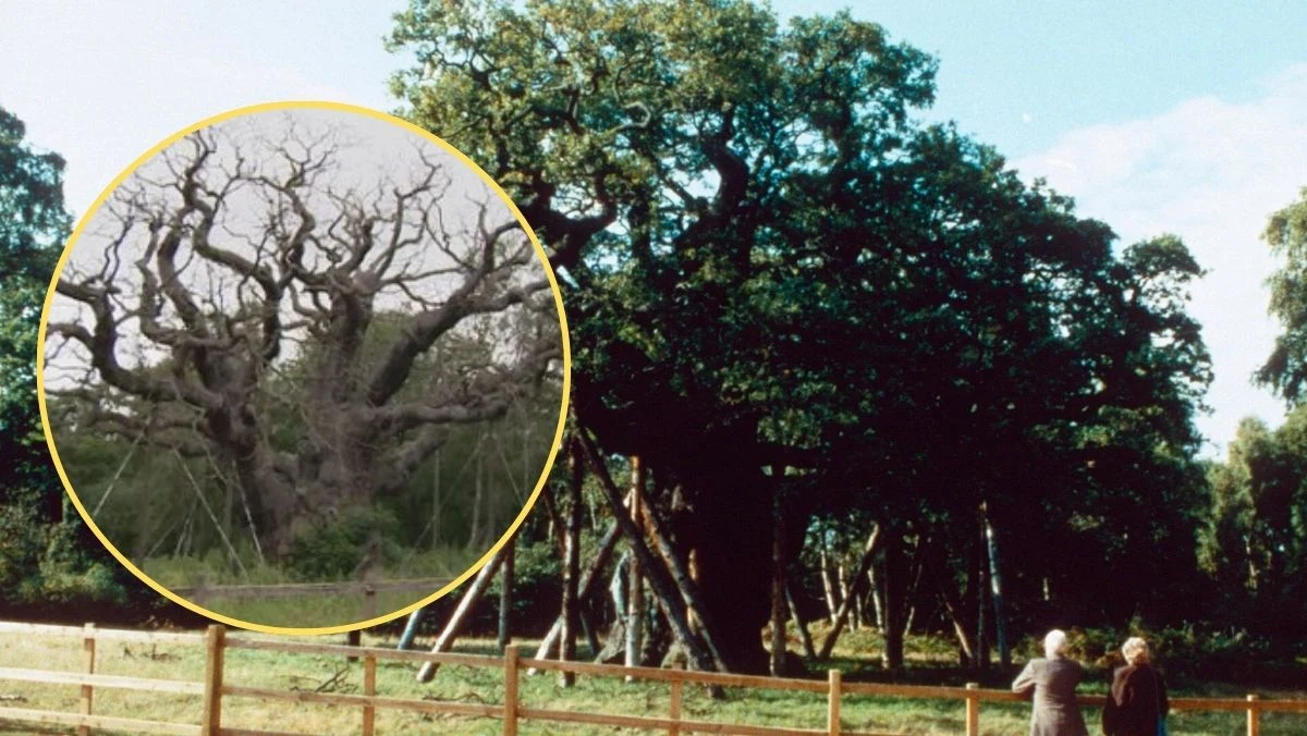 To koniec pewnej epoki - Major Oak, czyli dąb znajdujący się w Sharewood, obumarł. To najsłynniejsze drzewo Anglii, które liczy około 1200 lat. To właśnie tutaj, pod jego rozłożystymi konarami miał ukrywać się Robin Hood, najsłynniejszy banita świata. Informację o śmierci drzewa potwierdziło Królewskie Towarzystwo Ochrony Ptaków (RSPB).
