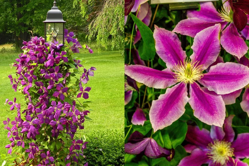 Clematis Can Cover an Ugly Fence in Just One Season