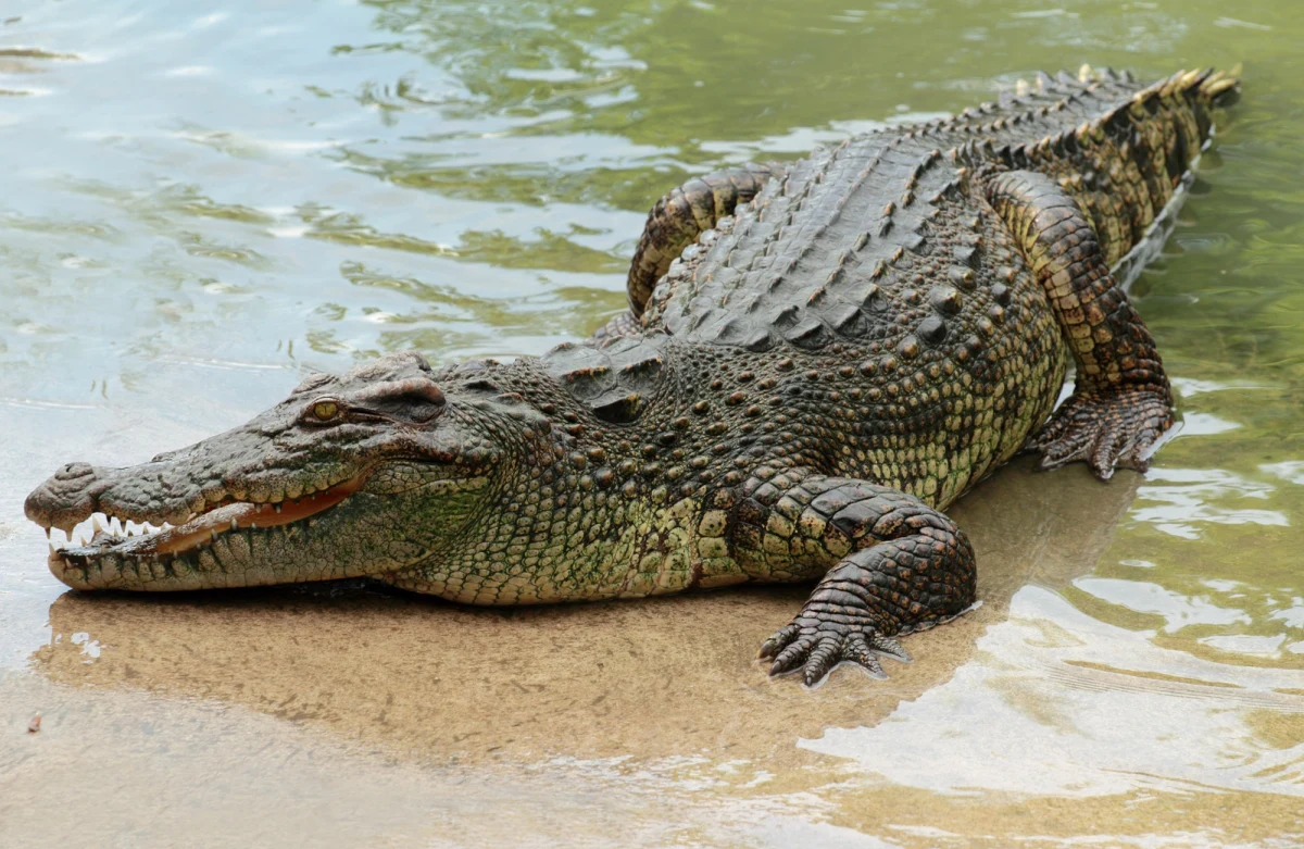 Trzyletni chłopiec w stanie krytycznym po tym, jak znalazł się na wybiegu dla krokodyli i doznał poważnych obrażeń w brytyjskim Johnsons of Old Hurst – rodzinnym zoo i farmie. W związku z incydentem funkcjonariusze zatrzymali 30-letniego mężczyznę z Norfolk, podejrzanego o usiłowanie zabójstwa.