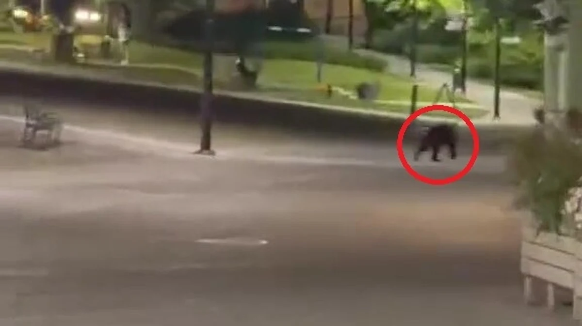 Młody niedźwiedź w centrum miasta zaniepokoił tej nocy mieszkańców Przemyśla. Zwierzę spacerowało ulicami przez kilka godzin. Udało się je przepłoszyć do lasu, jednak władze miasta apelują o ostrożność.