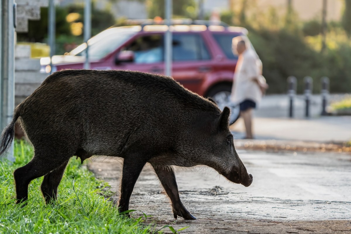 Dziecko trafiło do szpitala po incydencie z dzikiem w Krakowie. Nowe informacje