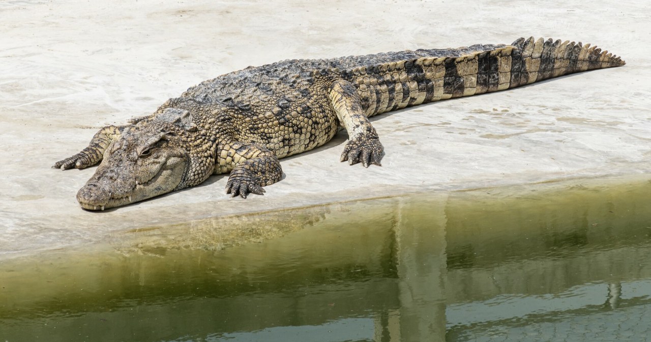 Trzylatek w stanie krytycznym po incydencie w zoo. Zwrot ws. aresztowanego