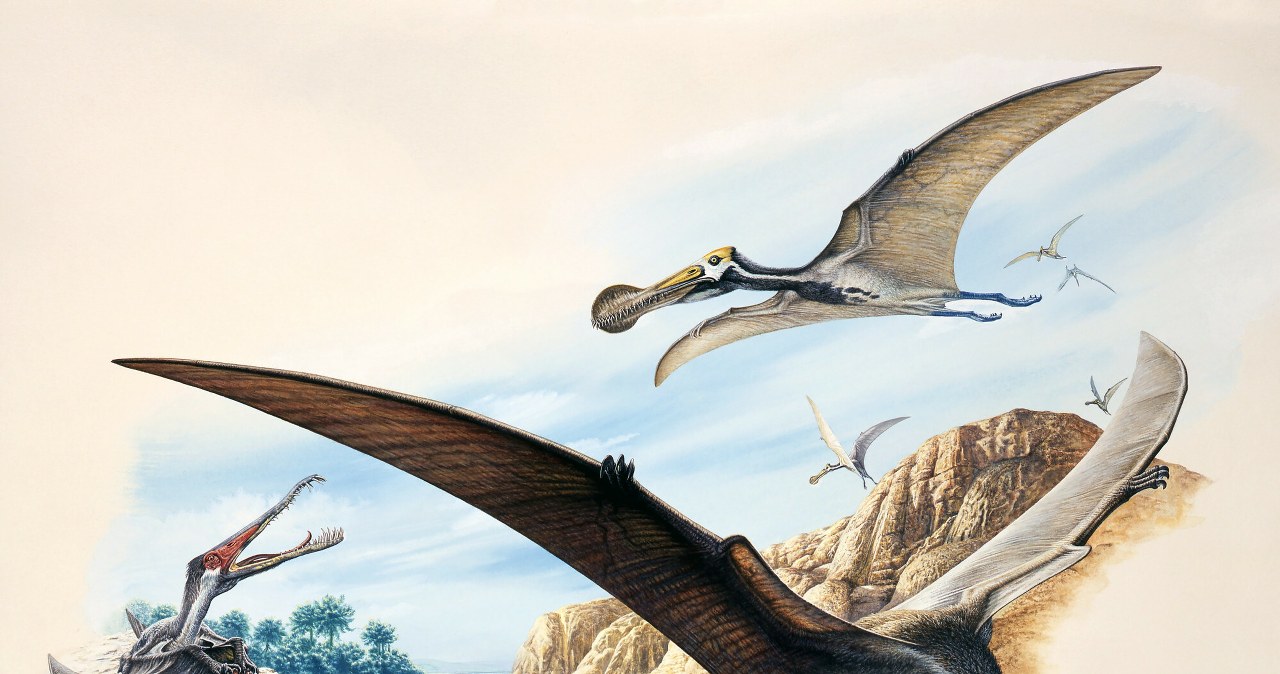 Sprawdzili co jadł pterozaur z epoki kredy. I zaskoczenie – to nie ryby Sprawdzili co jadł pterozaur z epoki kredy. I zaskoczenie – to nie ryby