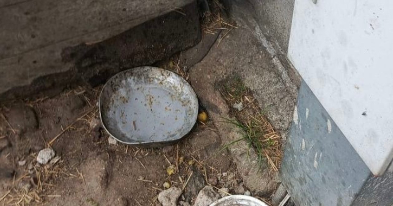Znęcał się nad psem, trzymając w podłych warunkach. Grozi mu więzienie Znęcał się nad psem, trzymając w podłych warunkach. Grozi mu więzienie