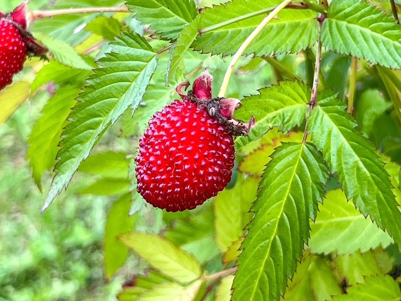 Loganberry: a delicious, easy-to-grow berry still little known in Poland