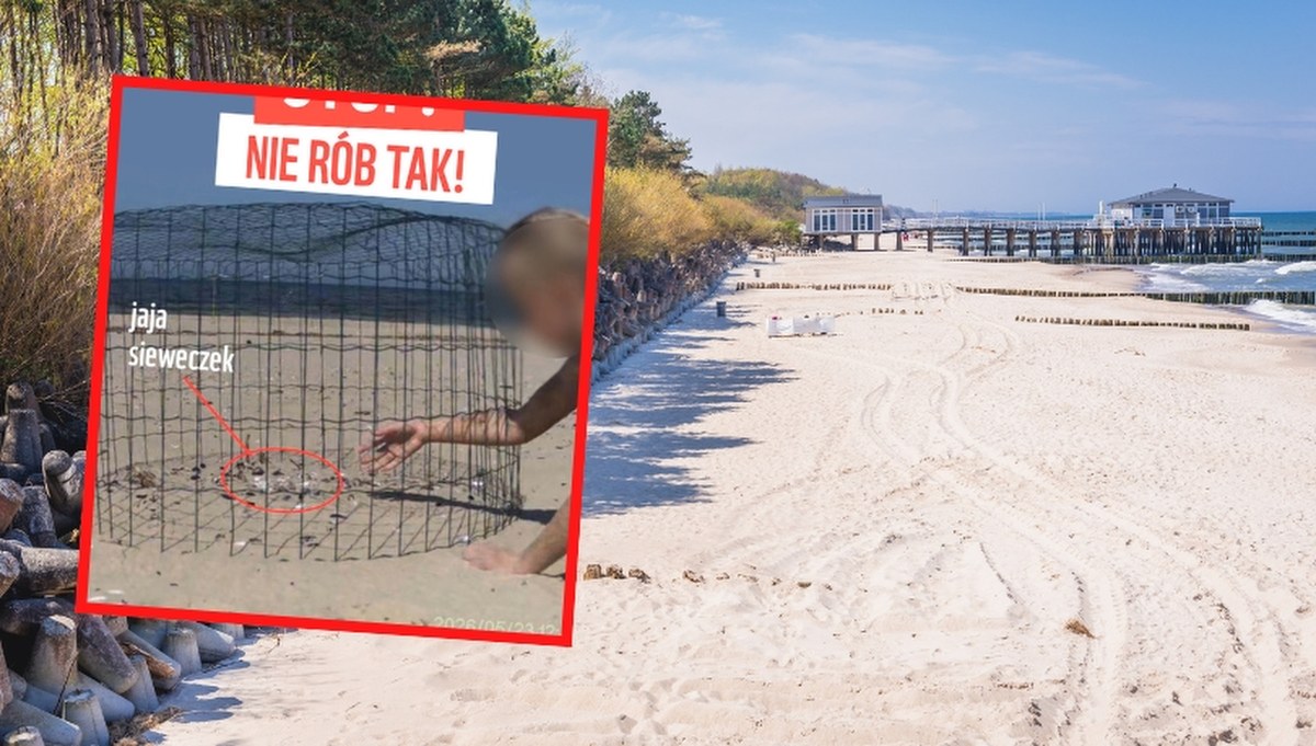 WWF ostrzega: nie dotykaj tych koszy na polskich plażach — chronią ptasie gniazda