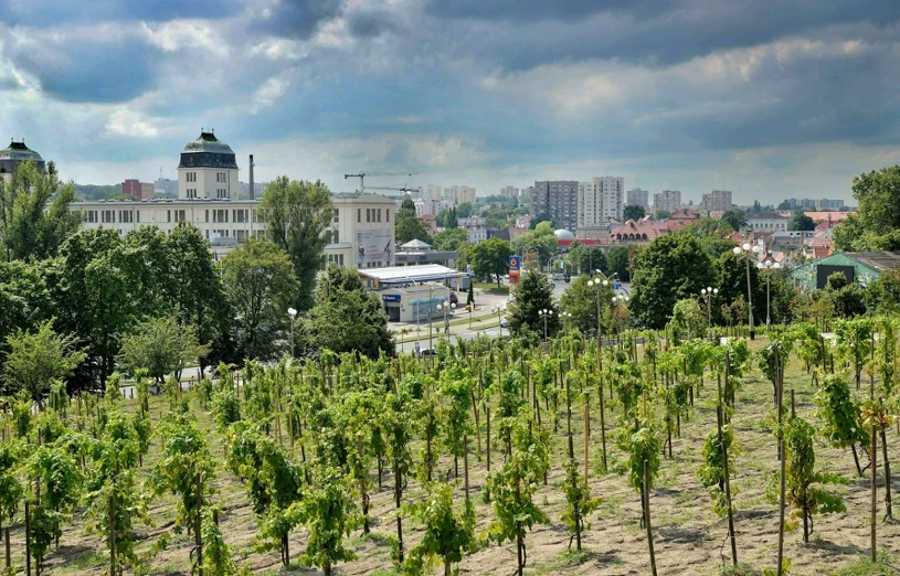 Prognozy: do 41°C w Polsce pod koniec czerwca — blisko historycznych rekordów