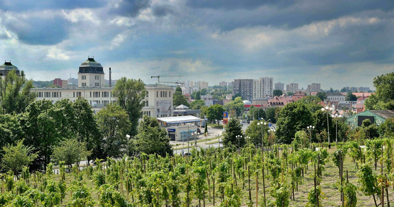 Upały blisko historycznych rekordów. Są nowe prognozy dla Polski