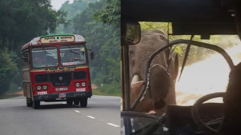 Wild Elephant Smashes Bus Windscreen in Sri Lanka, No Injuries