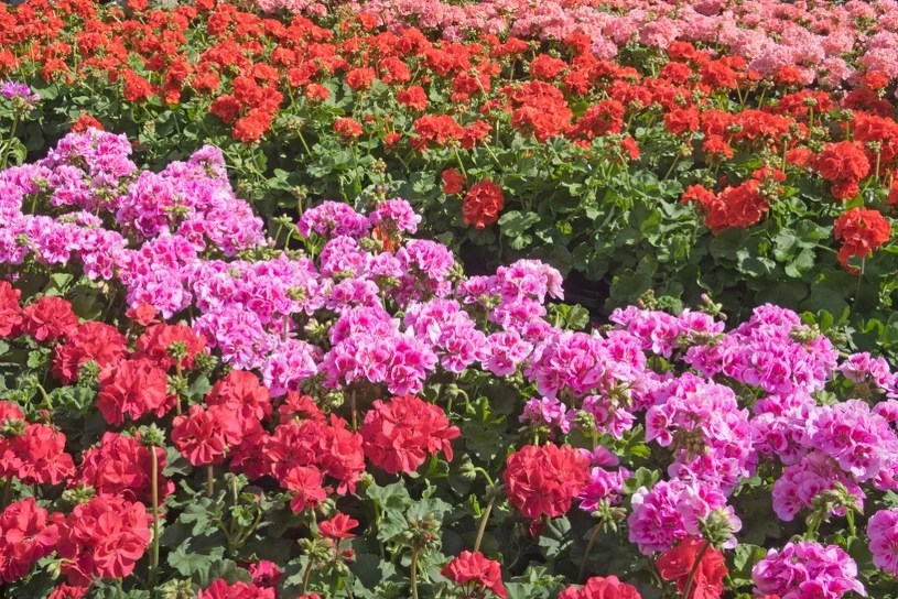 Pelargonie kwitną obficie przy regularnym usuwaniu przekwitłych kwiatów i dokarmianiu