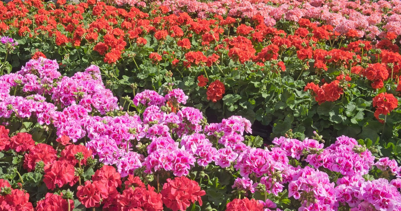 Pelargonie przestaną smucić oczy. Zadbaj, a kwiaty wyleją się z doniczki