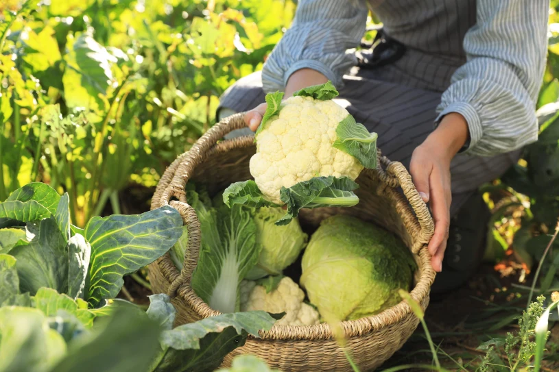 Glucosinolates in broccoli and cabbage boost immunity but may affect thyroid