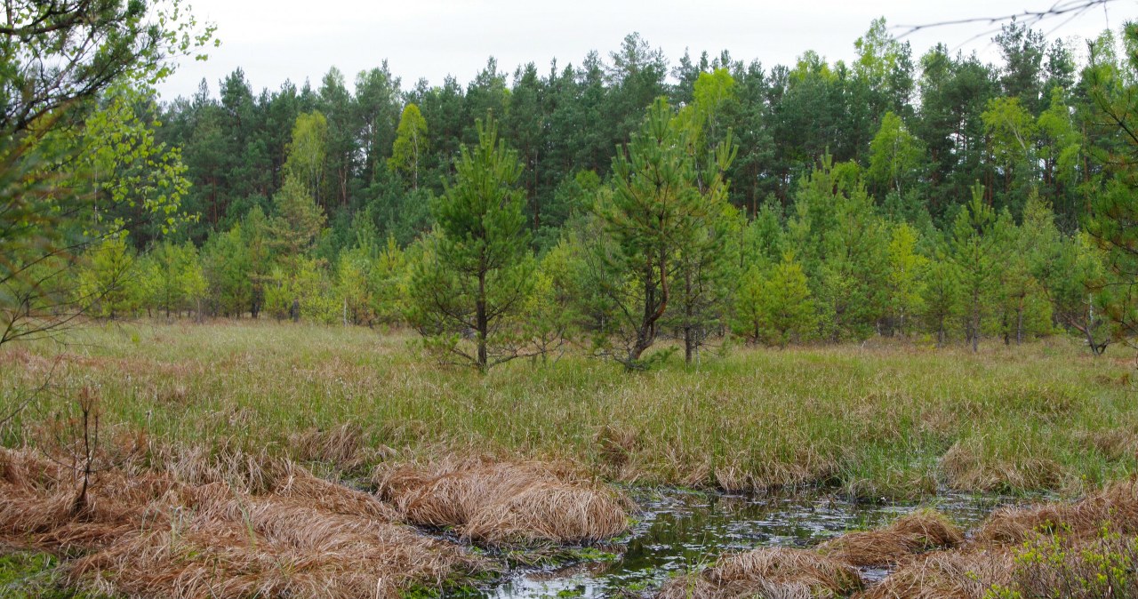 Powstaną dwa nowe rezerwaty przyrody. Mieszkańcy byli jednomyślni Powstaną dwa nowe rezerwaty przyrody. Mieszkańcy byli jednomyślni