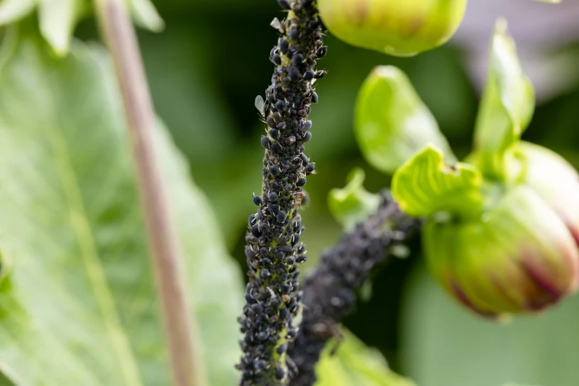 A teaspoon of this spice keeps aphids out of your garden for good