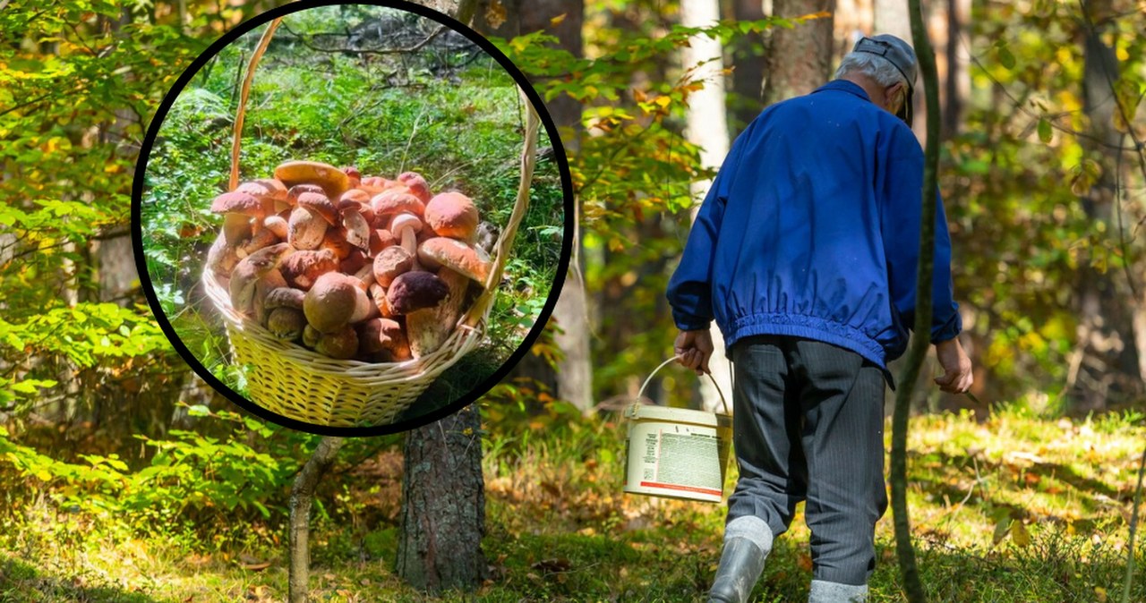 Chwalą się koszami pełnymi borowików. Grzybiarze już rozpoczęli sezon