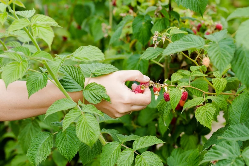 Susza i upały zniszczyły 80% plonów malin. Ceny wyższe, ale plantatorzy rozczarowani