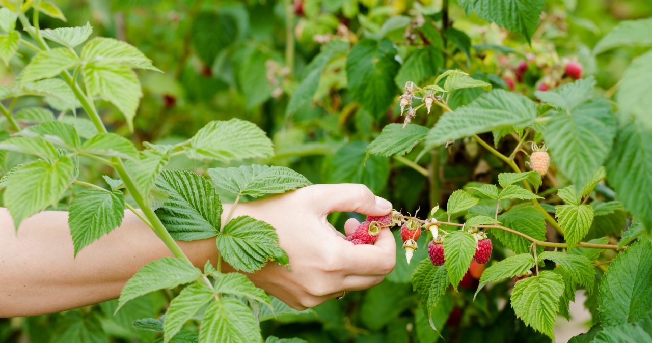 Maliny droższe, ale plantatorzy nie kryją rozczarowania. Jest jeden problem