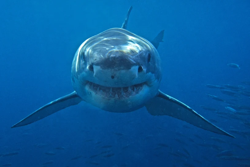 Drones spot over 70 dangerous sharks near Sydney beaches in just two days