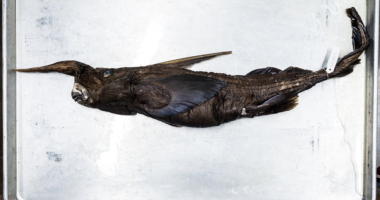 Podręczniki trzeba pisać na nowo? Wyłowili z oceanu nieznaną dotąd rybę Podręczniki trzeba pisać na nowo? Wyłowili z oceanu nieznaną dotąd rybę