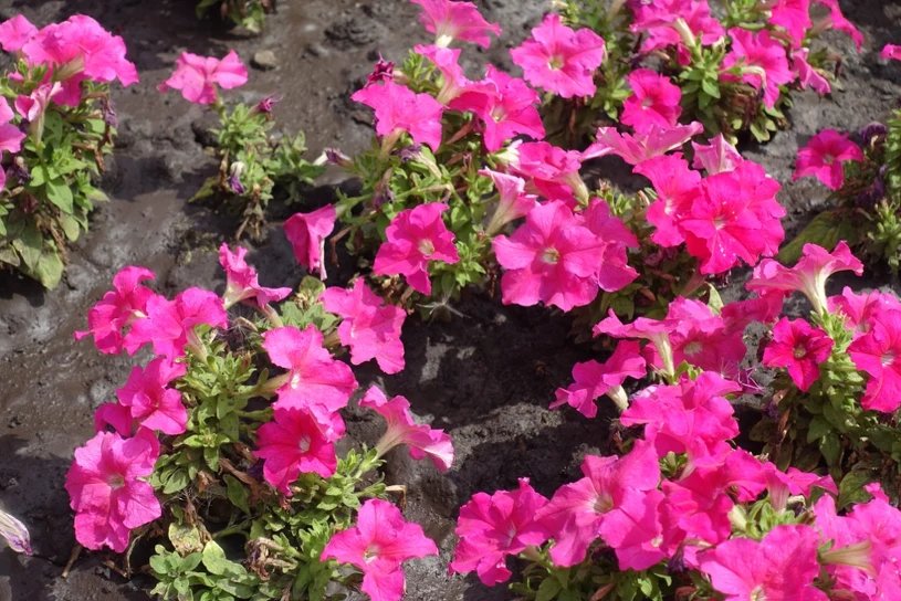 Baker's Yeast as Fertiliser Boosts Pansies and Petunias All Season
