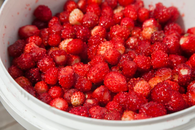 Wild strawberries are summer's superfruit — more antioxidants than regular strawberries