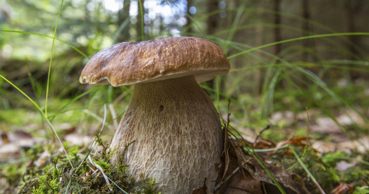 Przypominają prawdziwki, a są bardzo niebezpieczne. Tak je rozpoznasz