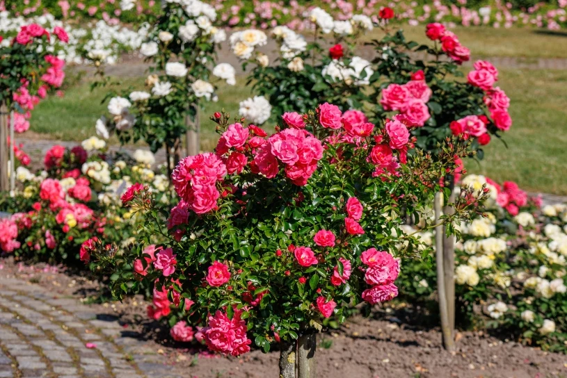 Homemade nettle liquid fertiliser boosts roses better than shop-bought products