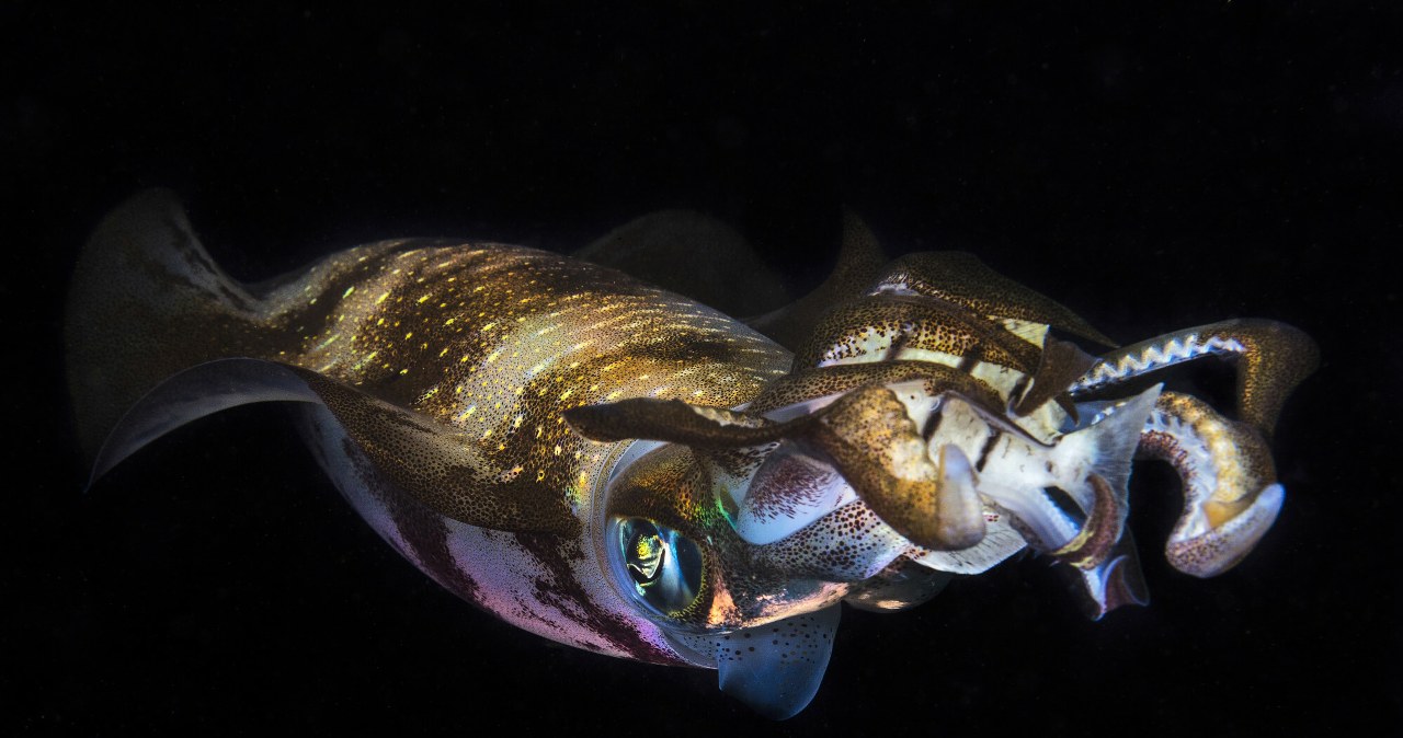 Zakwaszenie oceanów zmniejsza mózgi kałamarnic nawet o połowę Zakwaszenie oceanów zmniejsza mózgi kałamarnic nawet o połowę