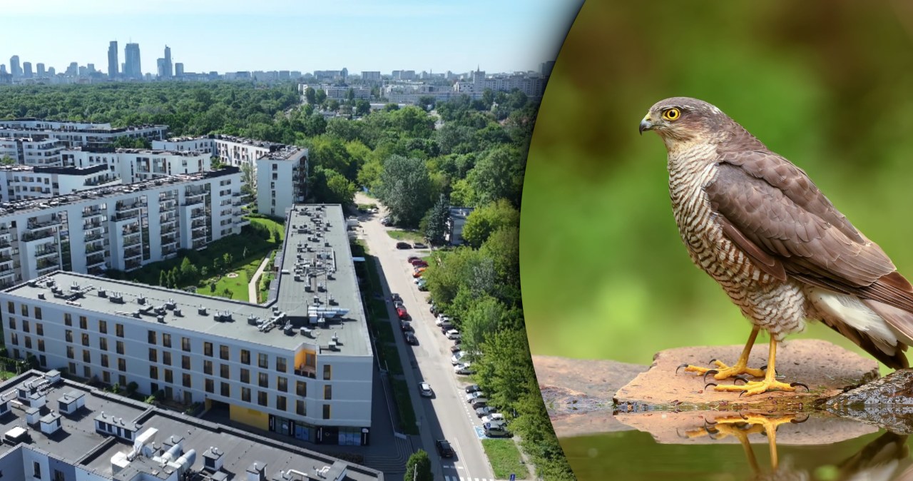 Warszawa chce wyciąć 200 drzew. Ptasi Zakątek jest bezcenny Warszawa chce wyciąć 200 drzew. Ptasi Zakątek jest bezcenny