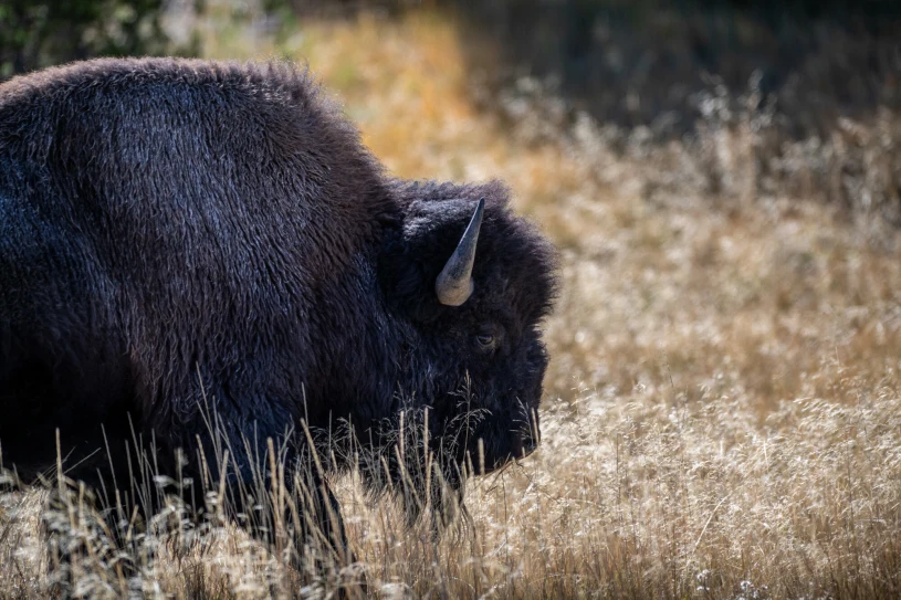 Wstrząsający atak bizona w Yellowstone. Wyrzucił turystę na kilka metrów