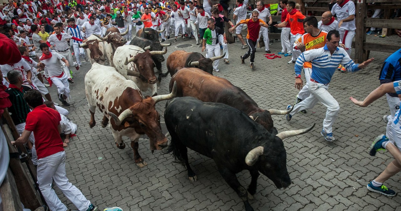 Znów chwycili byki za rogi. Nie wszystkim się poszczęściło Znów chwycili byki za rogi. Nie wszystkim się poszczęściło