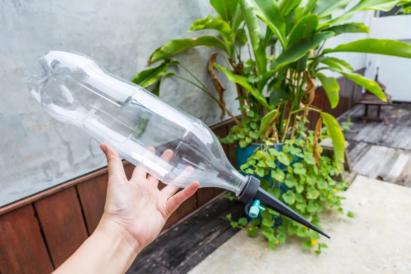 How to keep houseplants alive during your holiday – simple, cheap methods
